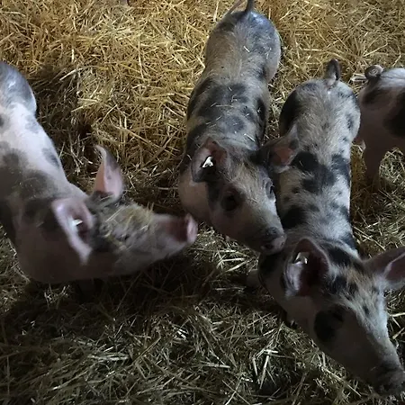 Διαμέρισμα Lafrenz Κουξχάφεν