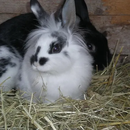 Διαμέρισμα Lafrenz *