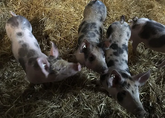 Appartement Lafrenz Cuxhaven