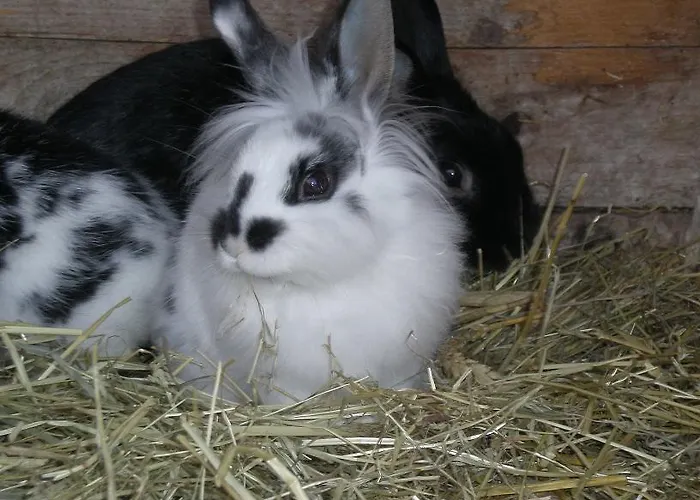 Appartement Lafrenz *